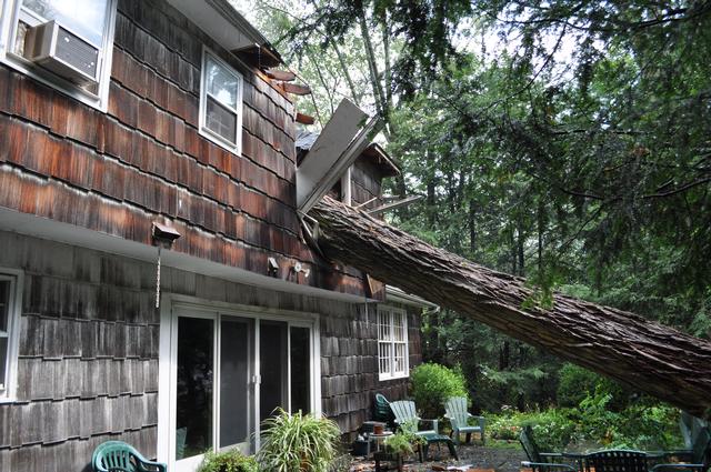 Tree On House Robinhood Lane